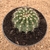 Echinopsis calochlora (Pote 11)