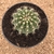 Echinopsis calochlora (Pote 11) - comprar online