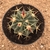 Ferocactus latispinus (Pote 11) - comprar online