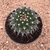Mammillaria aurea (Pote 11) - comprar online