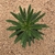 Pachypodium lamerii (Pote 11) - comprar online