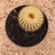 Parodia daenikerianus enxertado (Pote 11) - comprar online