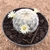 Mammillaria plumosa (Pote 11)
