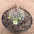 Mammillaria leptacantha rubispina (Pote 11)
