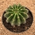 Echinopsis silvestrii (Pote 11)