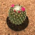 Mammillaria toluca - BRINDE