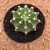 Echinopsis subdenudata (Pote 11) - comprar online