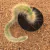 Cleistocactus colademononis - Rabo de macaco (Pote 11) - comprar online