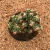 Cereus repandus monstruoso (Pote 11) - comprar online