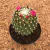 Mammillaria toluca (Pote 11)