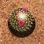 Mammillaria toluca (Pote 11) - comprar online