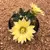 Mammillaria longimamma - BRINDE