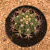 Melocactus matanzanus (Pote 11) - comprar online