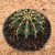 Gymnocalycium sp (Pote 11)