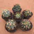 Kit Ferocactus (Pote 11)
