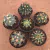 Kit Ferocactus (Pote 11) - comprar online