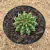 Gymnocalycium verde (Pote 11) - comprar online