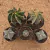 Coleção de Astrophytum (Pote 9 e 11) - comprar online