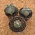 Kit Astrophytum (Pote 9)