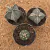 Kit Astrophytum (Pote 9) - comprar online