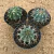 Kit Melocactus (Pote 11)