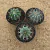 Kit Melocactus (Pote 11) - comprar online