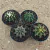 Kit Gymnocalycium (Pote 11) - comprar online