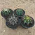 Kit Gymnocalycium (Pote 11)