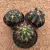 Kit Ferocactus (Pote 11)