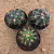 Kit Ferocactus (Pote 11) - comprar online