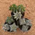 Kit de trio de Astrophytum (Pote 9) - comprar online