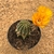 Lobivia arachnacantha amarela ouro enxertada (Pote 11)