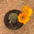 Lobivia arachnacantha amarela ouro enxertada (Pote 11) - comprar online