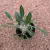 Pachypodium horombense (Pote 11) - comprar online
