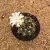 Gymnocalycium - Flor branca (Pote 9) - comprar online