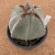 Matriz de Astrophytum myriostigma 108 (Pote 15) - comprar online