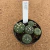Kit Astrophytum 298 (Pote 9) - comprar online