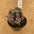 Gymnocalycium t rex enxertado 395 (Pote 9) - comprar online