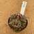 Gymnocalycium t rex enxertado 373 (Pote 9) - comprar online