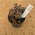 Gymnocalycium t rex enxertado 398 (Pote 9) - comprar online