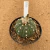Astrophytum asterias 489 (Pote 11) - comprar online