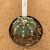 Astrophytum asterias 309 (Pote 11) - comprar online