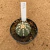 Astrophytum asterias ooibo 492 (Pote 9) - comprar online