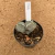 Kit Astrophytum onzuka bicéfalo 456 (Pote 9) - comprar online