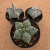 Kit Astrophytum colecionador (Pote 9 e 11) - comprar online