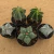 Kit Astrophytum colecionador (Pote 9 e 11) - comprar online