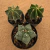 Kit Astrophytum colecionador (Pote 9 e 11) - comprar online