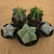 Kit Astrophytum colecionador (Pote 9 e 11) - comprar online