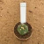 Astrophytum asterias 5 ribs 22 (Pote 6) - comprar online