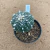 Astrophytum enxertado enxertado 522 (Pote 11) - comprar online